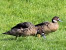 Bronze-Winged Duck (WWT Slimbridge May 2013) - pic by Nigel Key